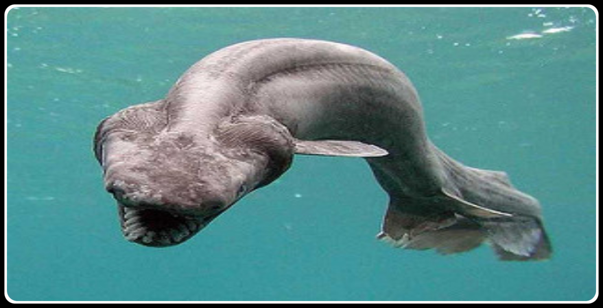 Rare Animals Found In The Deep Water Bodies – Cheche Winnie