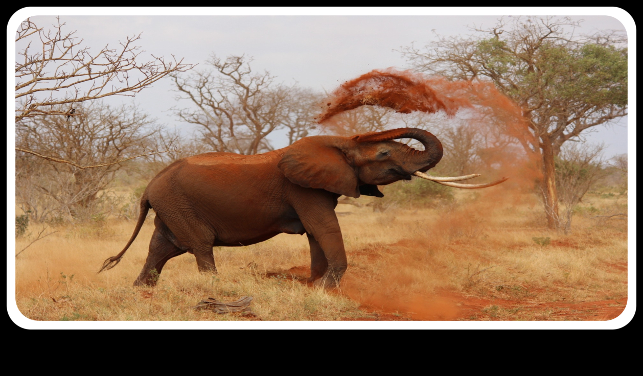 Human-Wildlife Conflict in Kenya