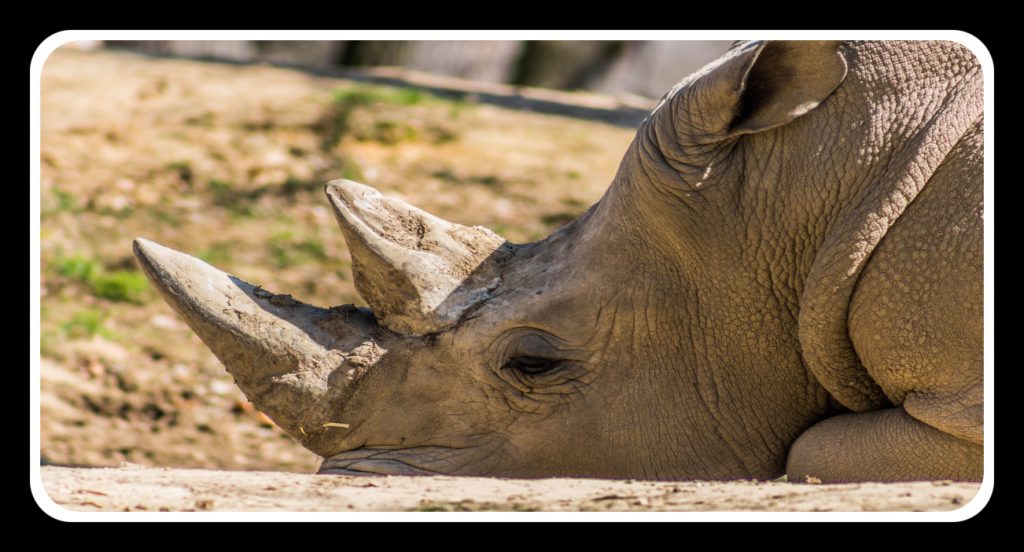 Northern White Rhinos are almost extinct.