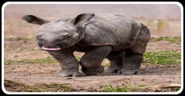 It's Rhino's World Day!