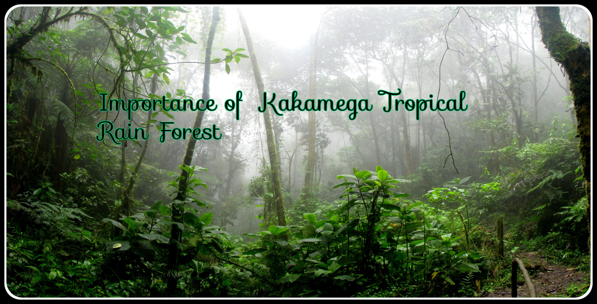 Importance of Kakamega Tropical Rain Forest