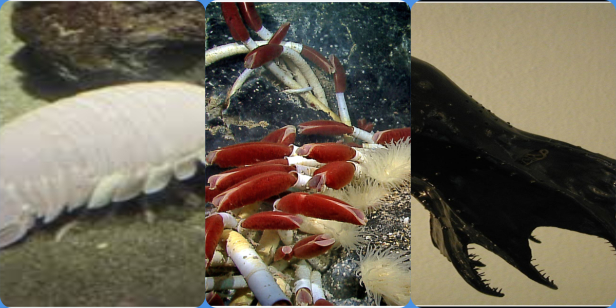 Rare Animals Found In The Deep Water Bodies