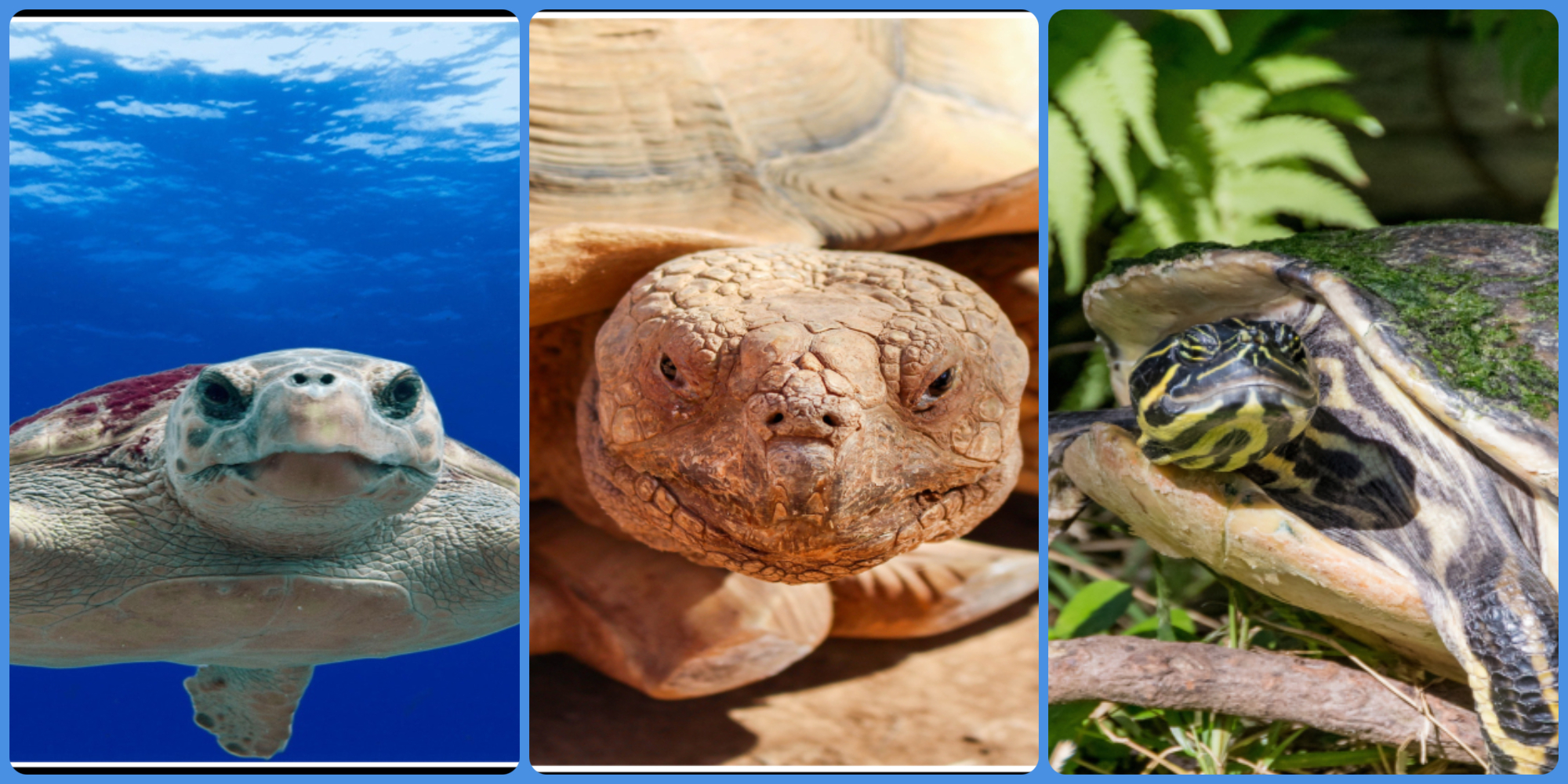 What do you know about Turtle, Tortoise and Terrapin?