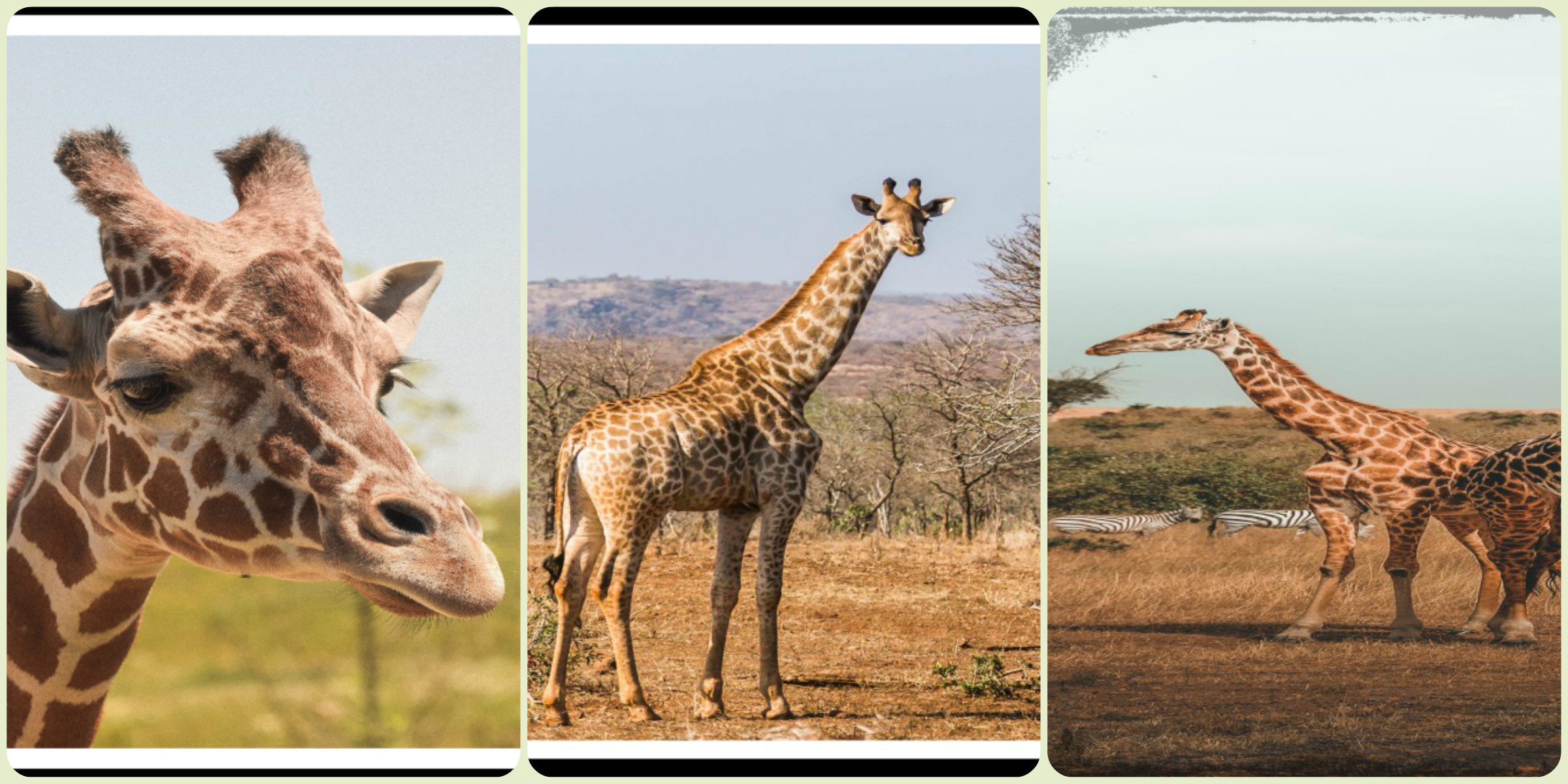 Giraffe : The Tallest Animal In The World