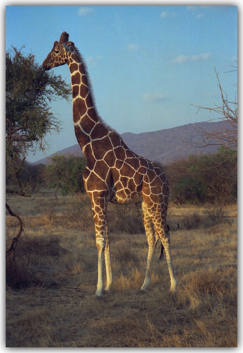 The Tallest Animals Are in Danger.