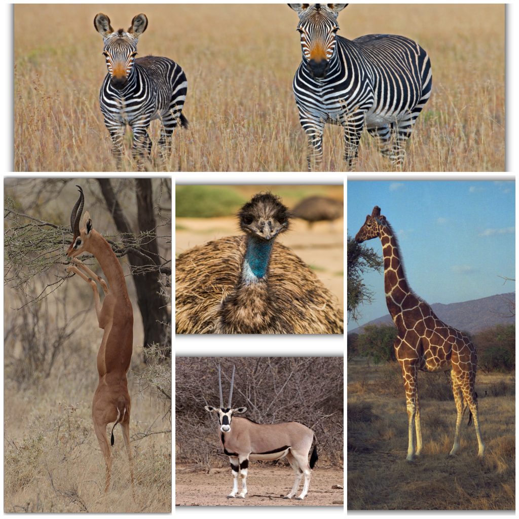 Samburu National Reserve Special Five