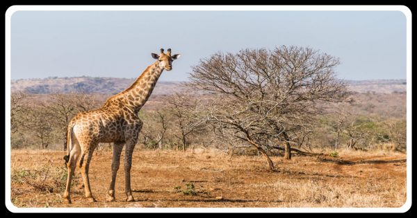 Giraffe : The Tallest Animal In The World - The Eco Advocate