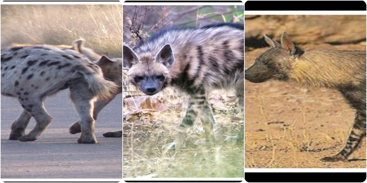 What do you know about Hyenas?