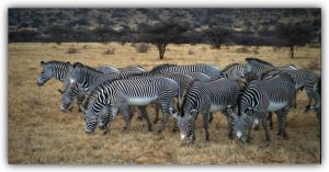 Grevys zebra