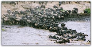 The Great Wildebeest Migration - Cheche Winnie