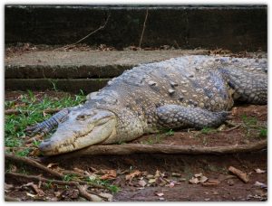 Crocodiles-grow-bigger-than-alligators.