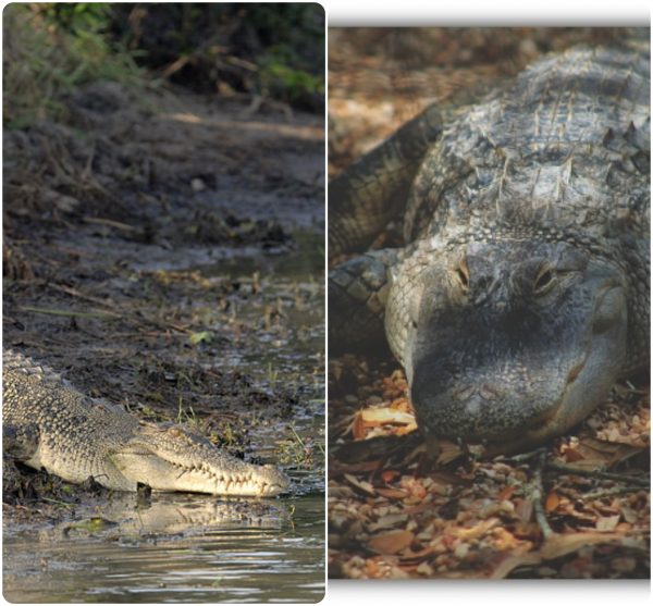 How to tell between Crocodiles and Alligators