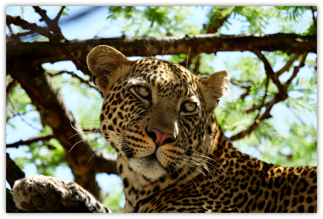 Leopard : Fast and beautiful