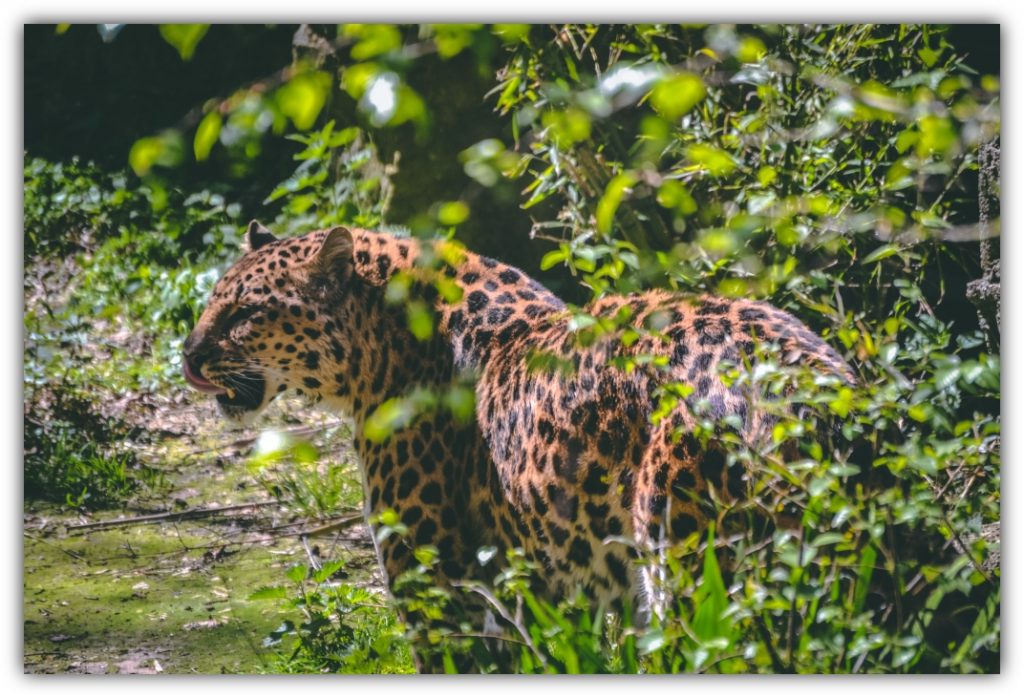 Leopard : Fast and beautiful - The Eco Advocate