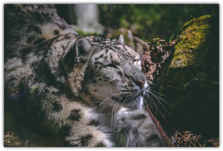 Snow Leopard : Ghost of the mountains - The Eco Advocate