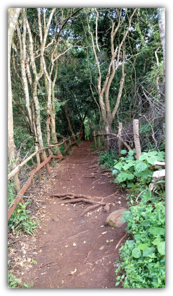 Welcome to Oloolua nature trail.