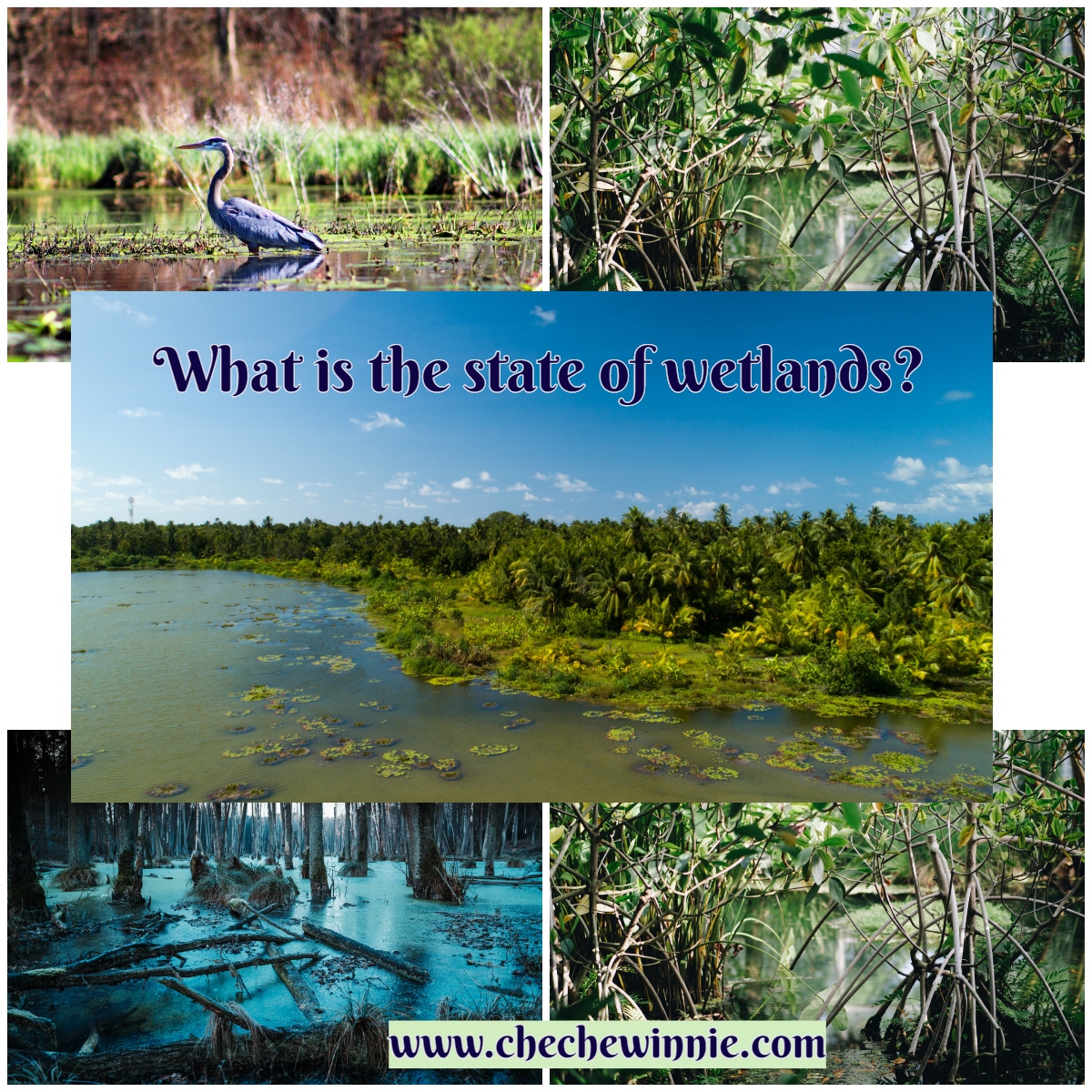 What is the state of wetlands?