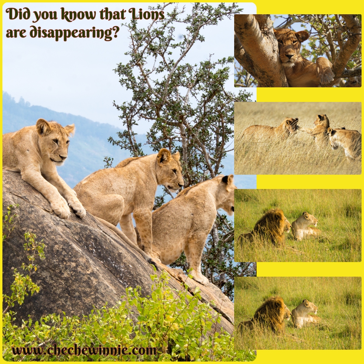 Did you know that Lions are disappearing?