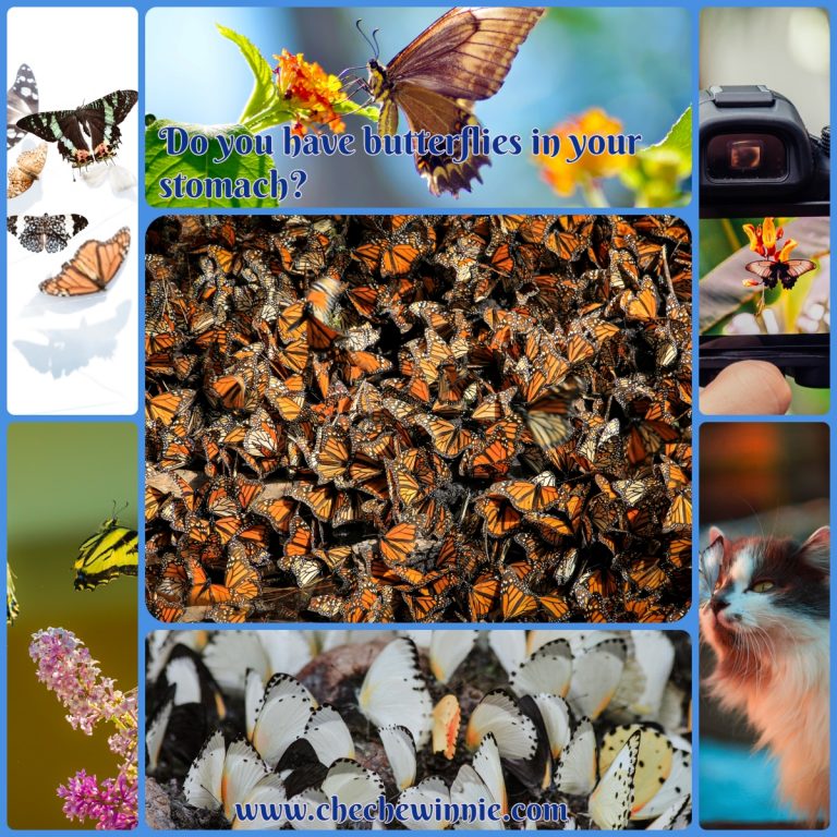 Do you have butterflies in your stomach? The Eco Advocate