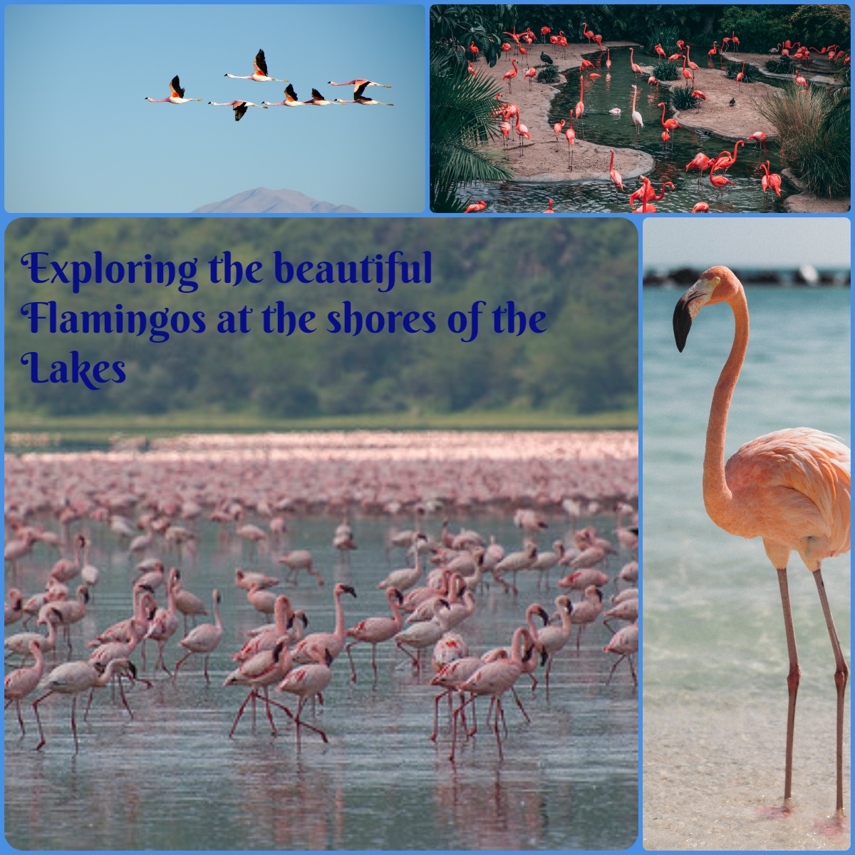 Exploring the beautiful Flamingos