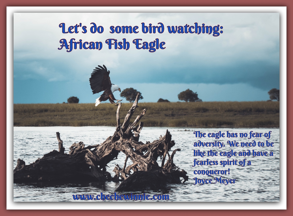 Let's do some bird watching: African Fish Eagle
