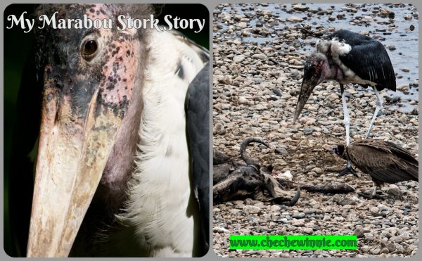 My Marabou Stork Story