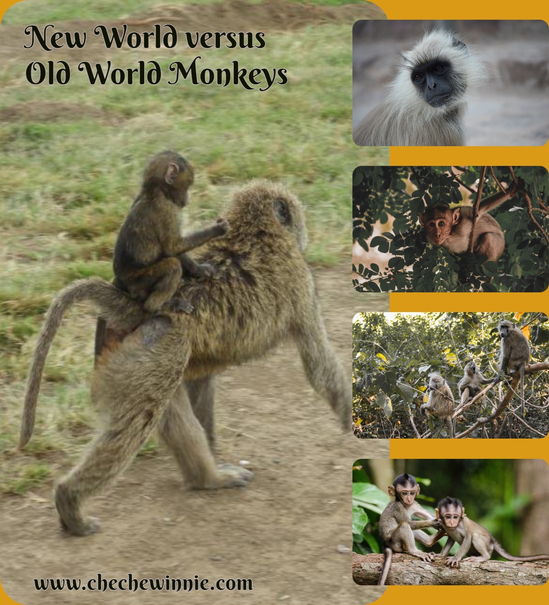 New World versus Old World Monkeys