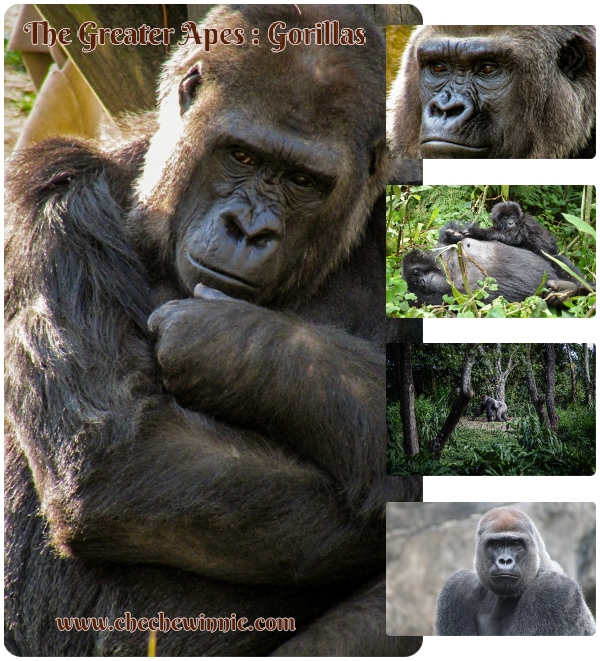The Greater Apes : Gorillas