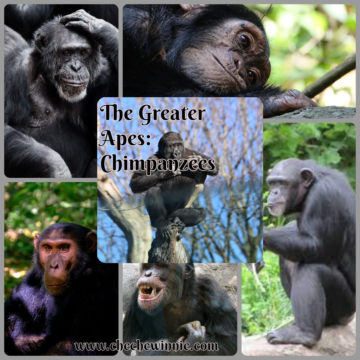 The Greater Apes: Chimpanzees