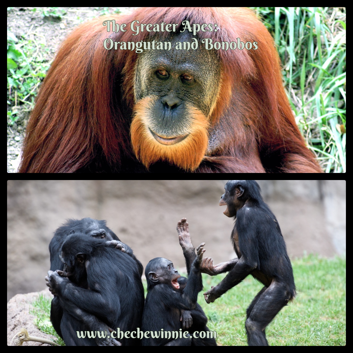 The Greater Apes: Orangutan and Bonobos