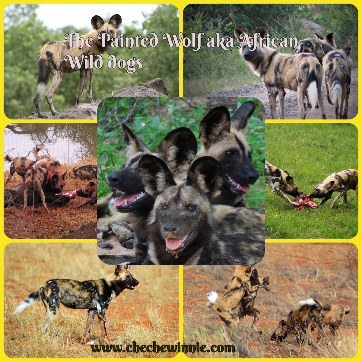 The Painted Wolf aka African Wild dogs