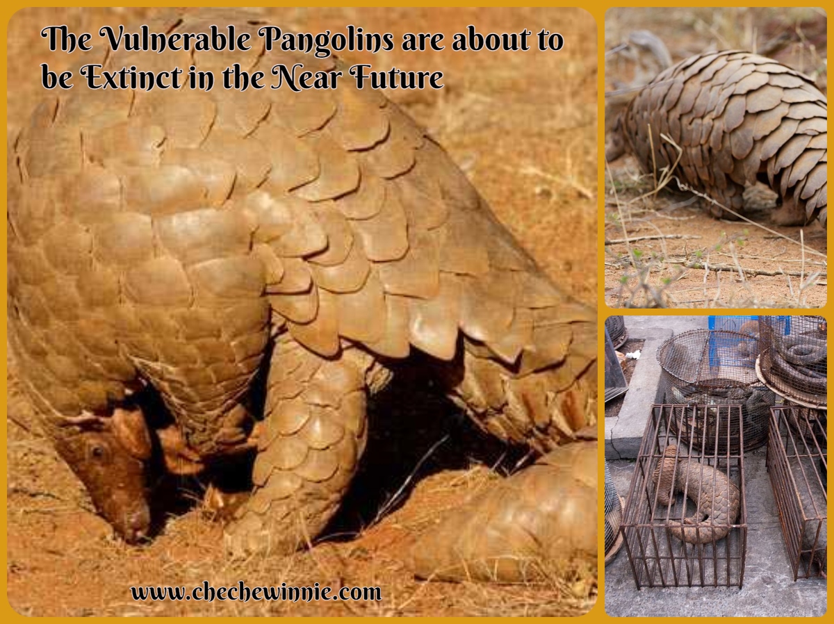 The Vulnerable Pangolins are about to be Extinct in the Near Future