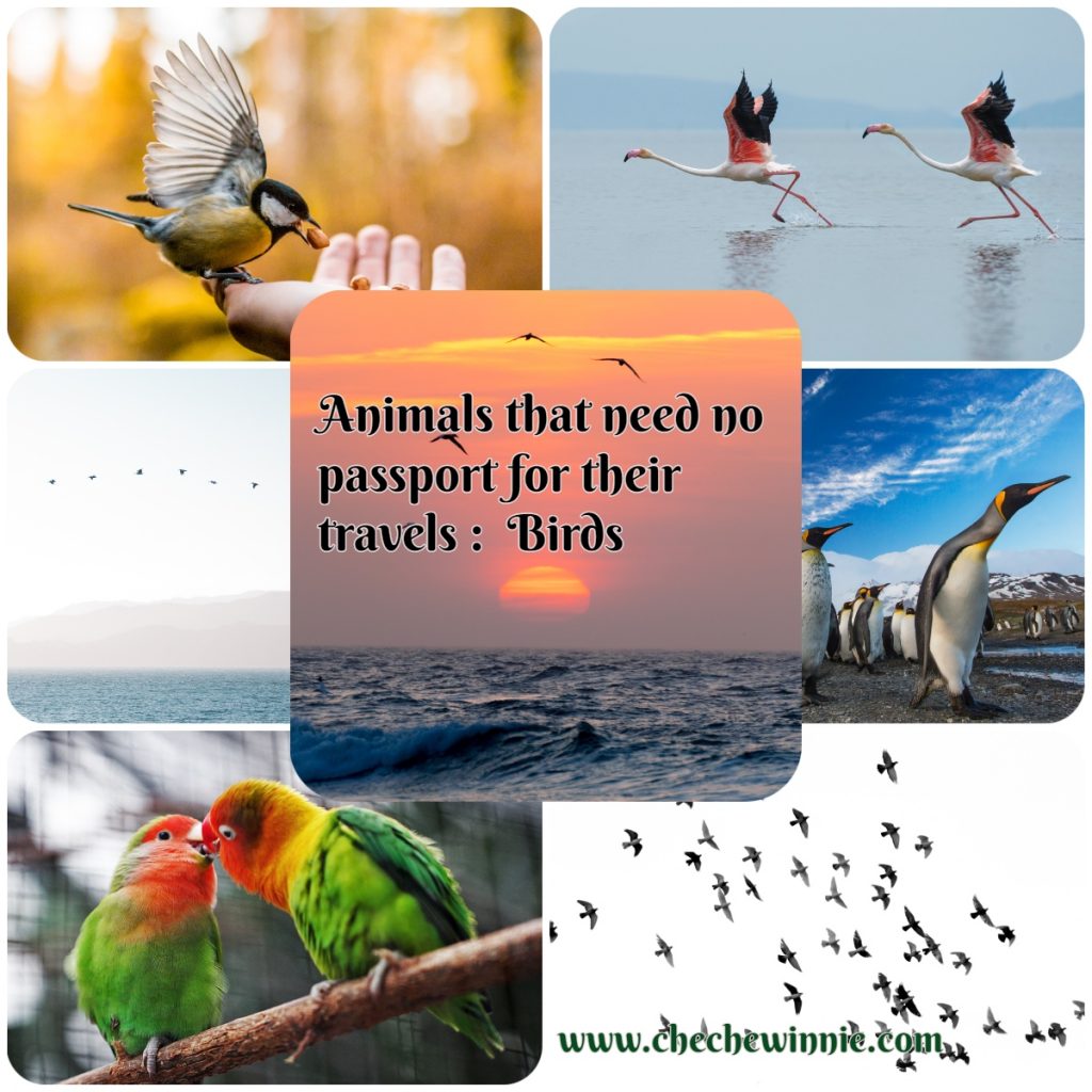 Animals that need no passport for their travels : Birds