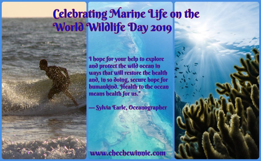 Celebrating Marine Life on the World Wildlife Day 2019