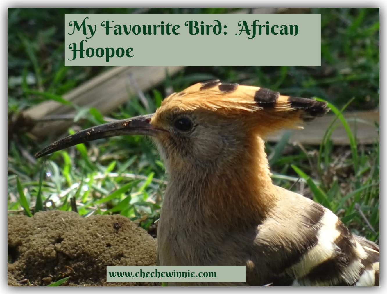 My Favourite Bird: African Hoopoe