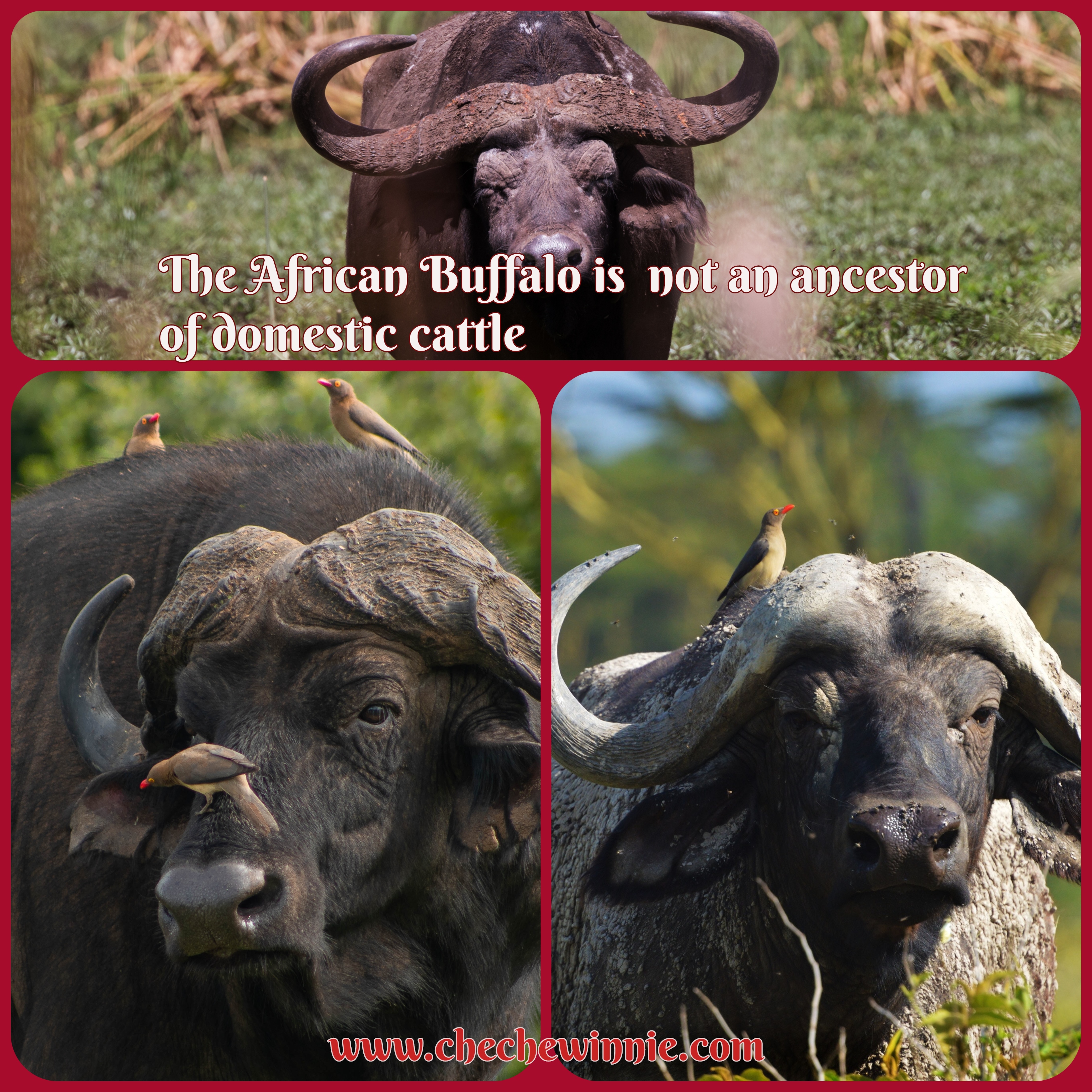 The African Buffalo is not an ancestor of domestic cattle