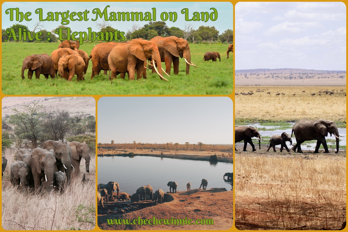 The Largest Mammal on Land Alive : Elephants