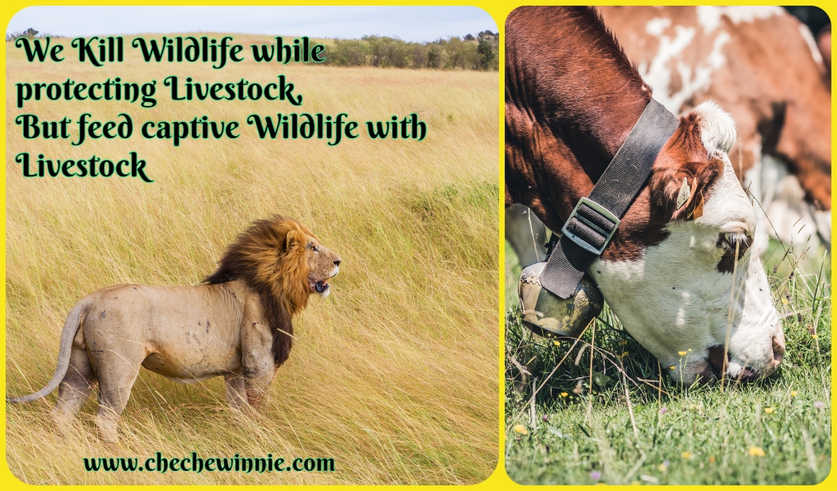 We Kill Wildlife while protecting Livestock, But feed captive Wildlife with Livestock