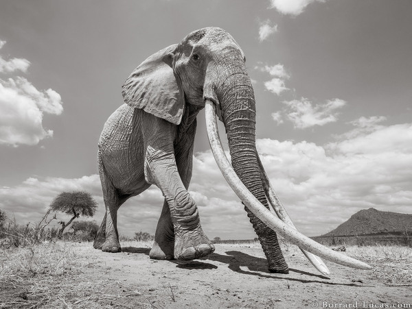 Elephant Queen Photo courtesy of Burrard-Lucas (WILL BURRARD-LUCAS PHOTOGRAPHY)