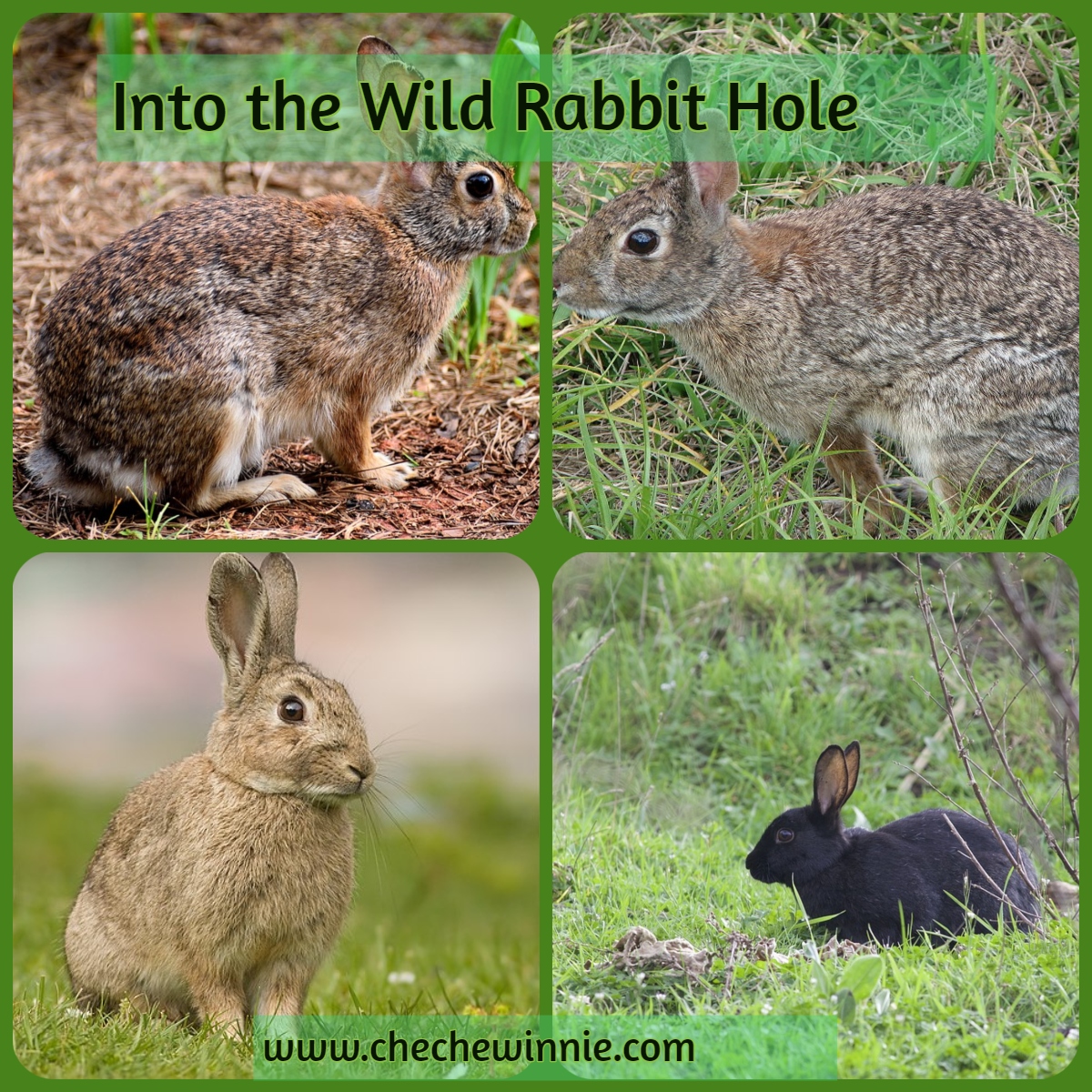 Into the Wild Rabbit Hole