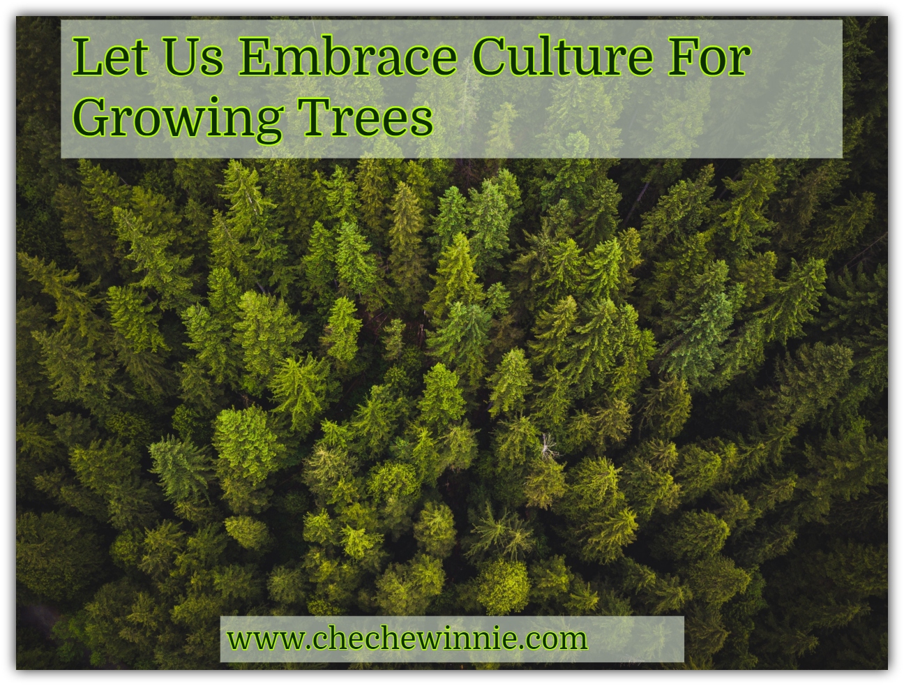 Let Us Embrace Culture For Growing Trees