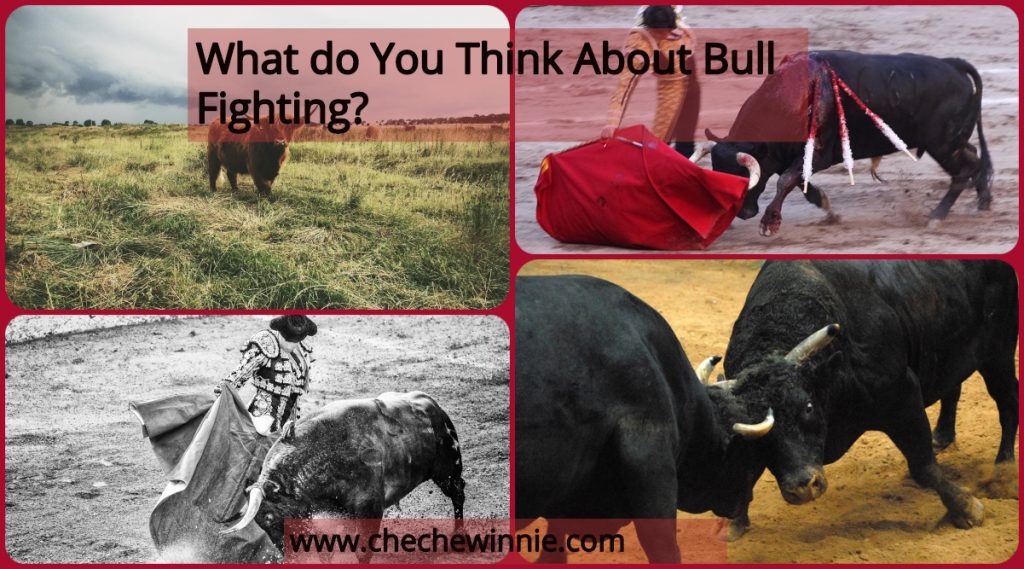 What do You Think About Bull Fighting?