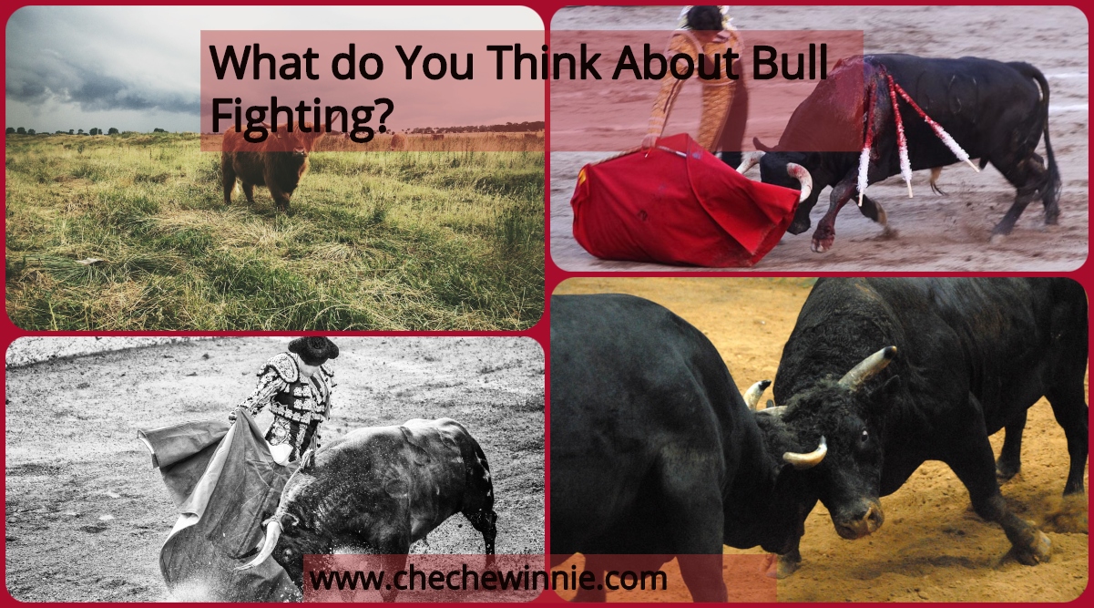 What do You Think About Bull Fighting?