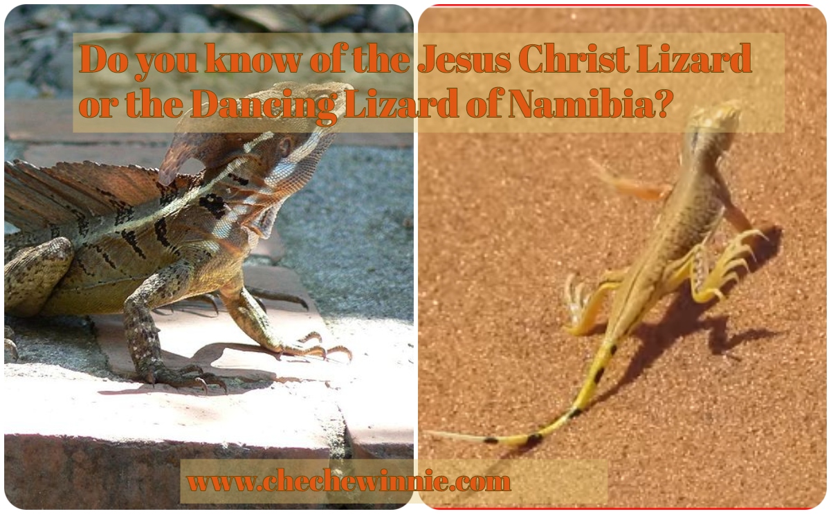 Do you know of the Jesus Christ Lizard or the Dancing Lizard of Namibia?