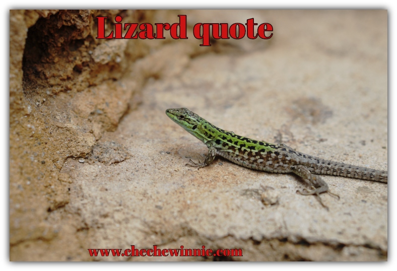 Lizard quote