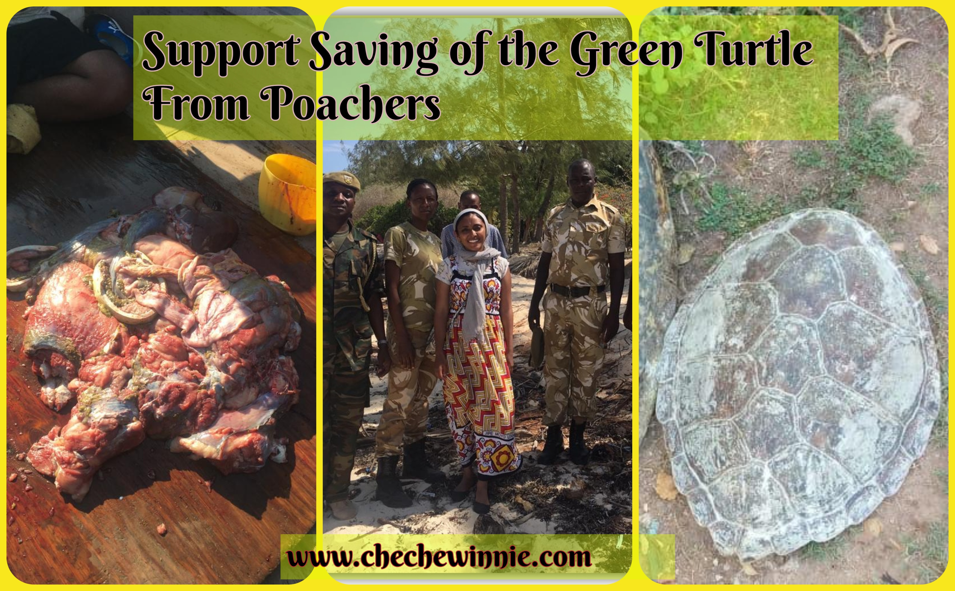 Support Saving of the Green Turtle From Poachers