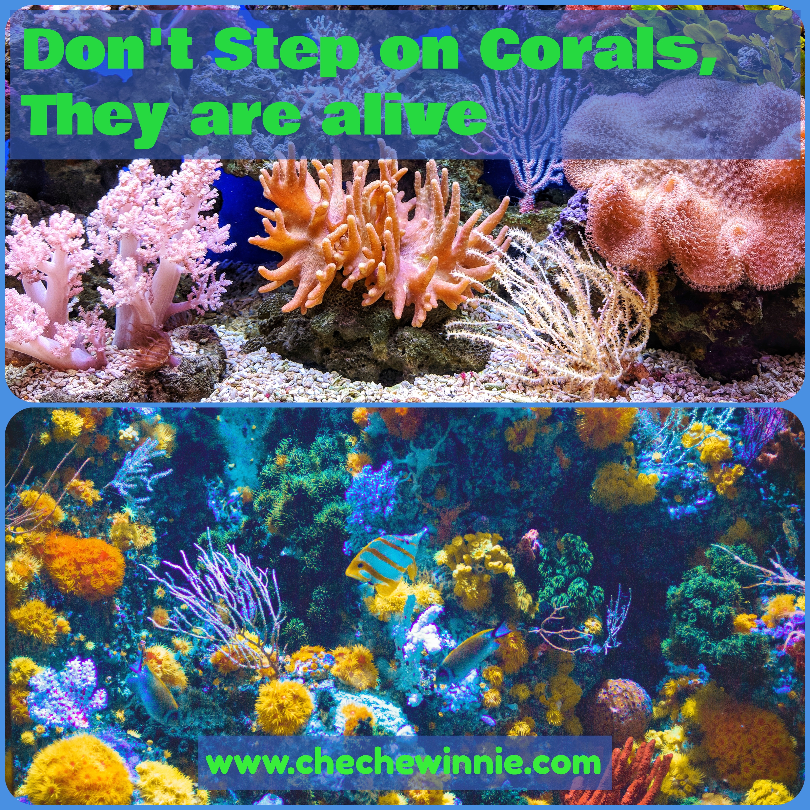 Don't Step on Corals, They are alive
