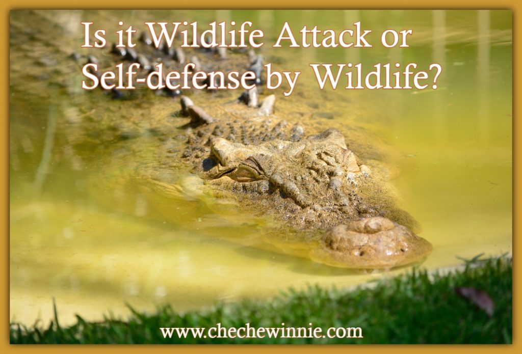 Is it Wildlife Attack or Self-defence by Wildlife?