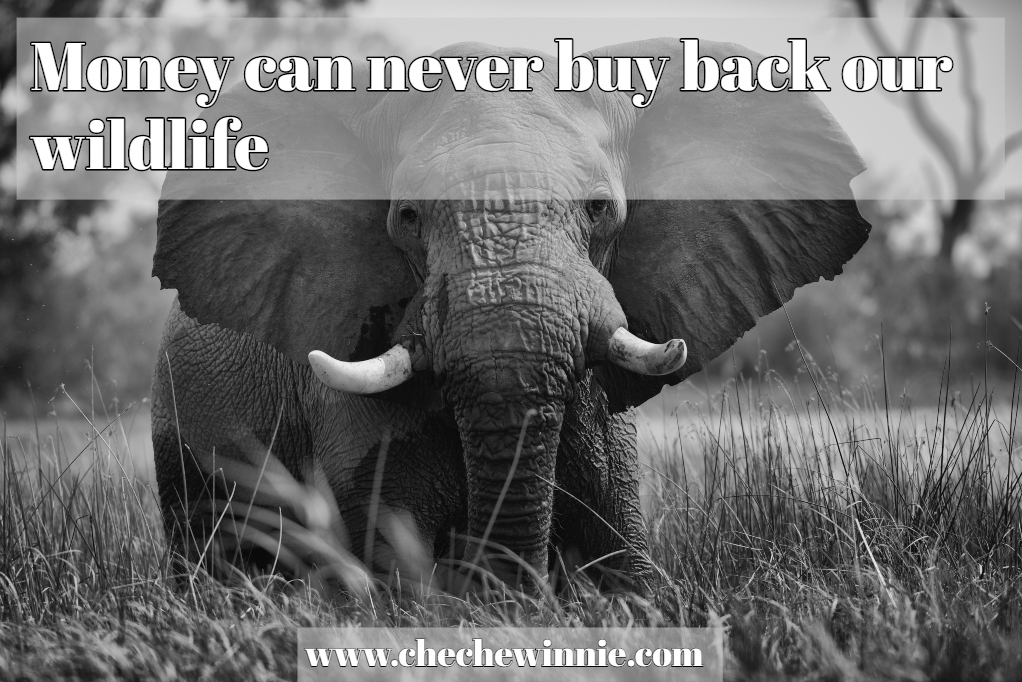 Money can never buy back our wildlife