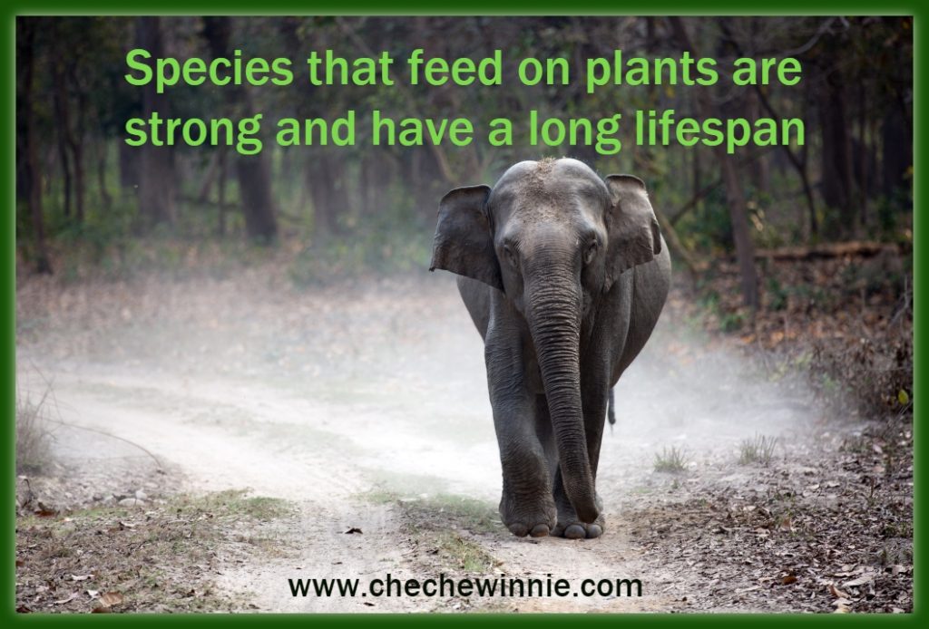 Species that feed on plants are strong and have a long lifespan